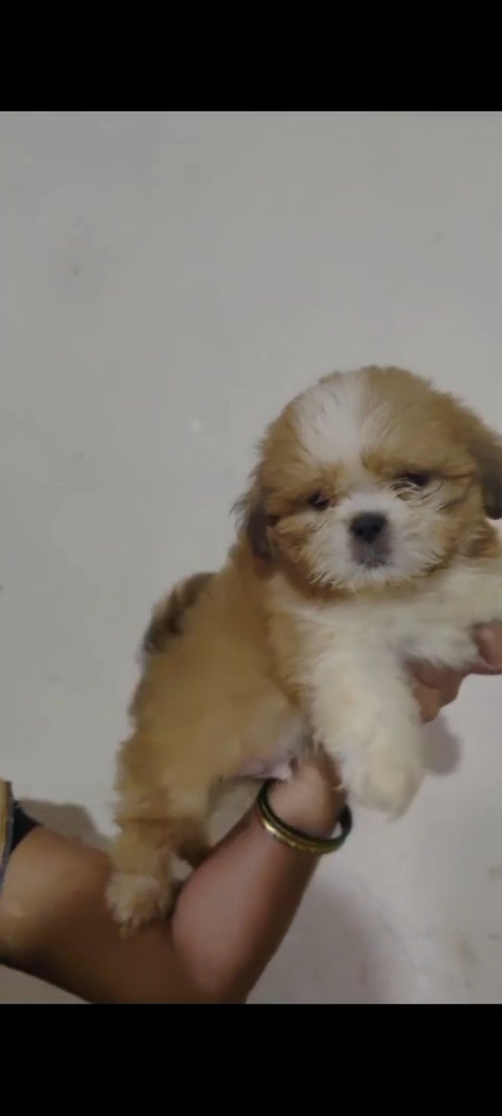 Order Female Lhasa Apso Puppy from Kolkata